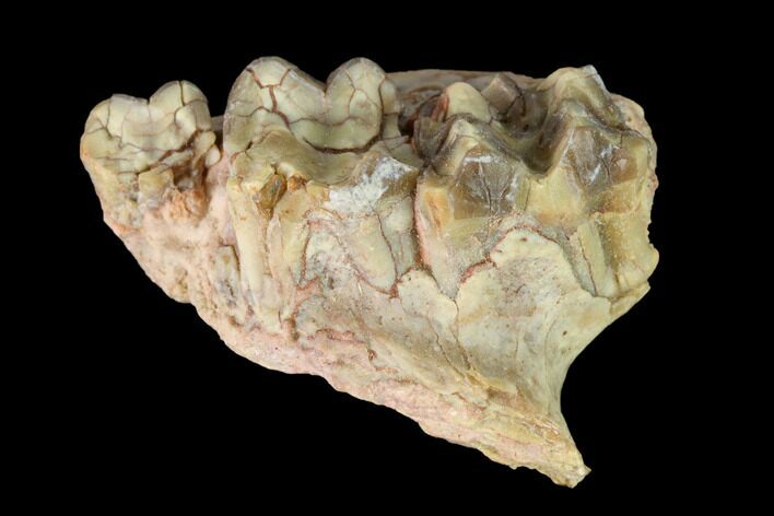 Oreodont (Merycoidodon) Jaw Section - South Dakota #146168
